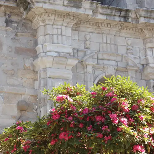 Rododendro na igreja de Santo Domingo na Corunha